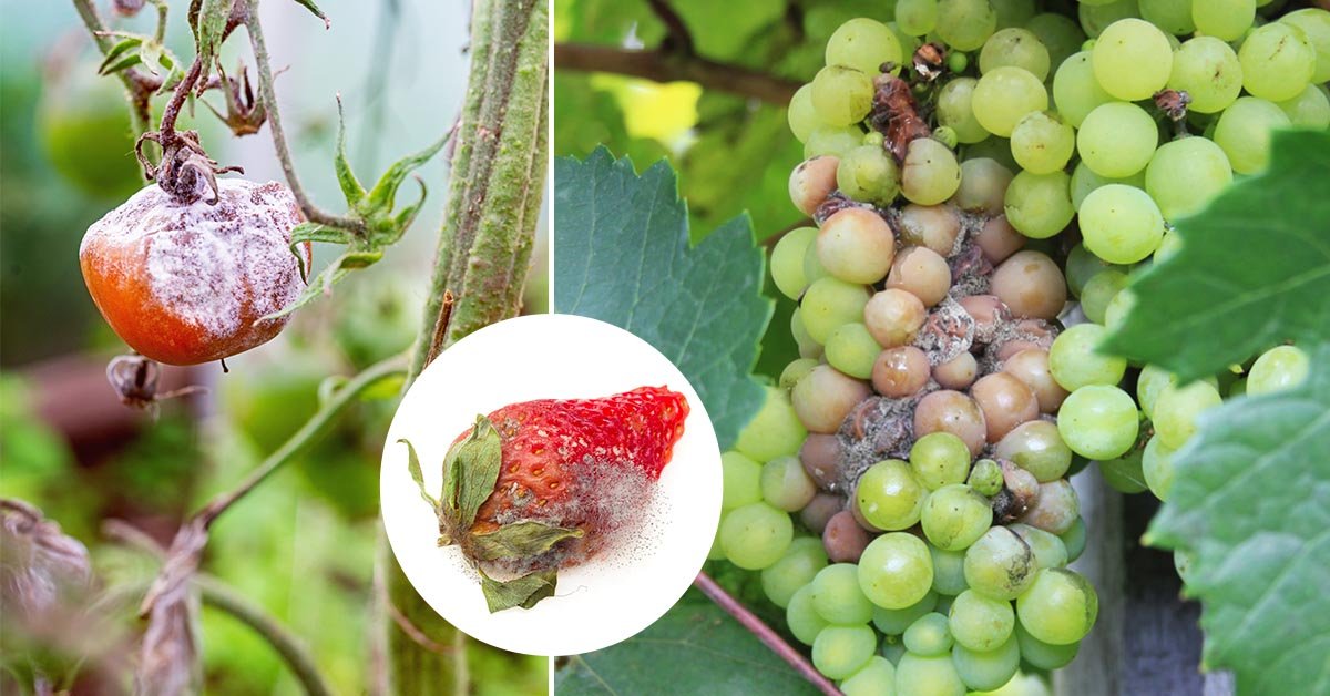 Как бороться с серой гнилью на винограде: полезные советы и рекомендации