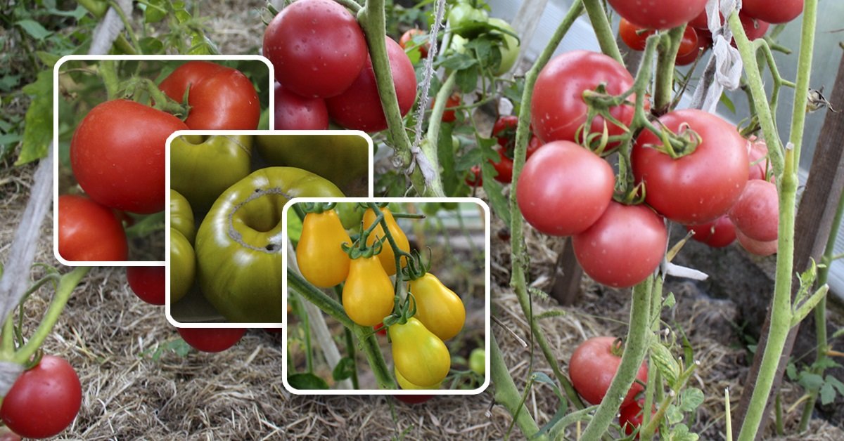 10 сортов томатов с тонкой кожицей | На грядке (Огород.ru)