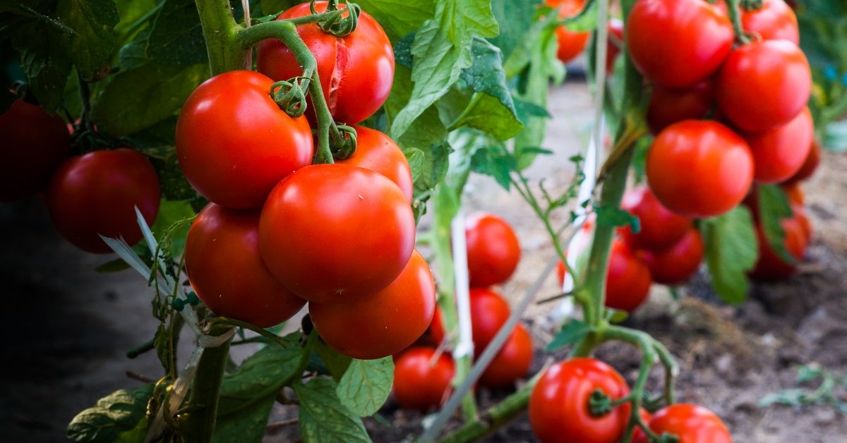 17 лучших сортов томатов для теплицы и открытого грунта – рейтинг от нашихчитателей