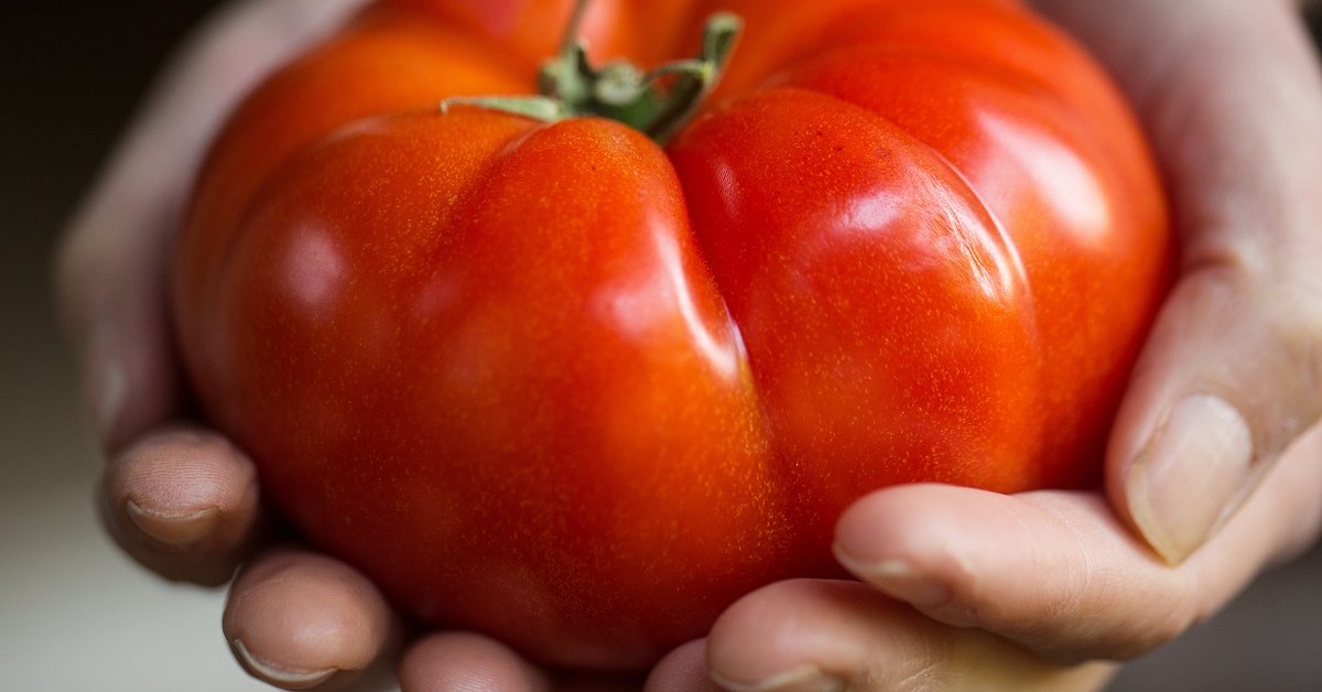 19 гигантов: самые крупноплодные сорта и гибриды томатов