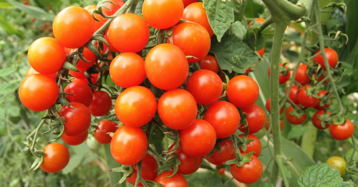 20+ лучших сортов томатов: каскадные новинки и горшечные хиты