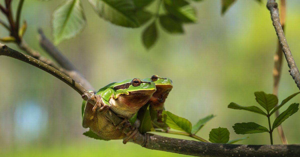 6 видов лягушек, которые живут на вашей даче | Полезно (Огород.ru)