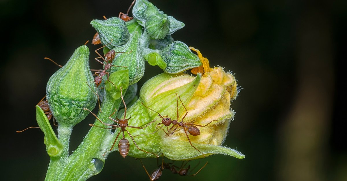 Как избавиться от муравьев на грядках, если овощи уже зреют