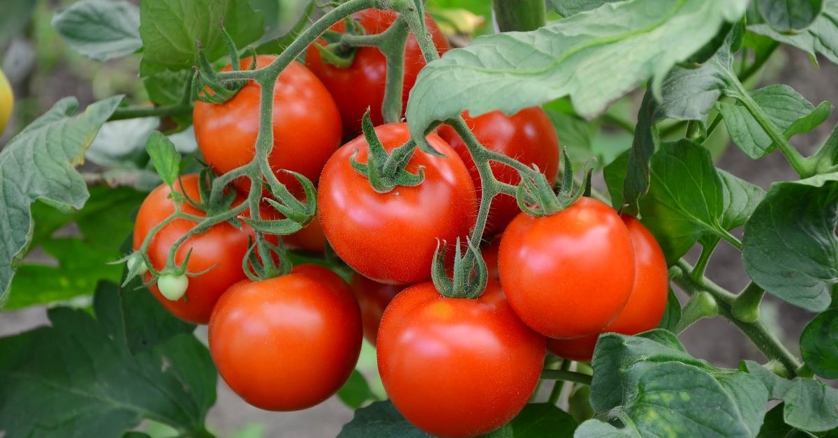 Сорта томатов, которые не надо пасынковать: 20 вариантов для ленивыхдачников