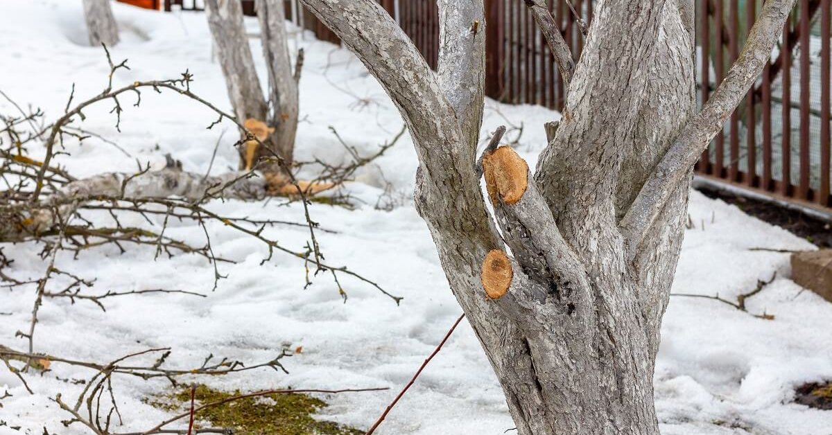 Как продлить жизнь старого дерева – все об омолаживающей обрезке иперепрививке