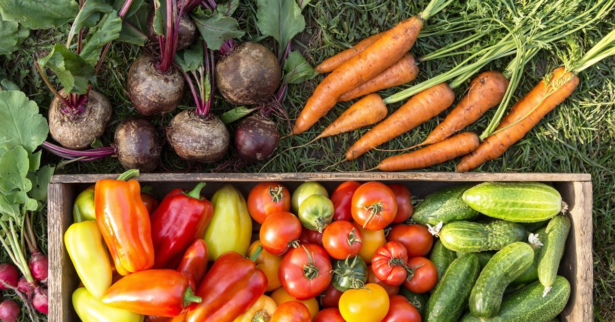 Самые сладкие сорта овощей: томаты, перцы, огурцы, свекла, морковь и тыква – как выбрать и вырастить