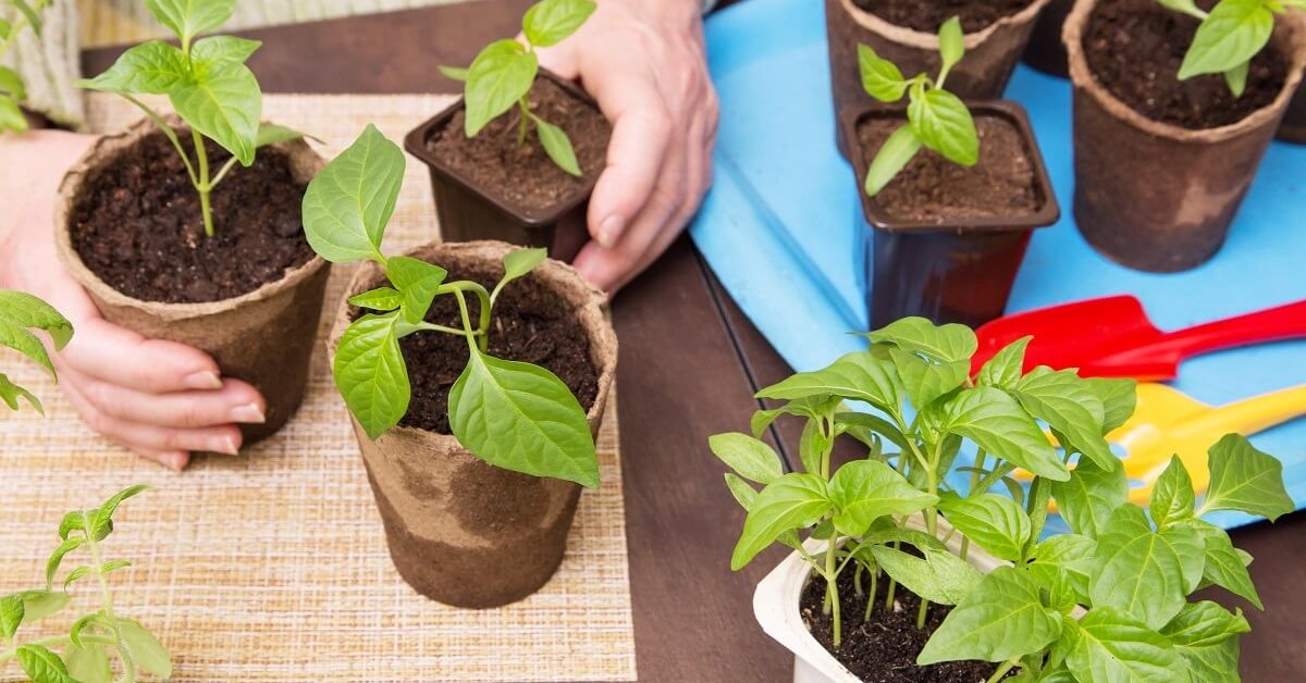Как вырастить здоровую рассаду перца: советы и рекомендации