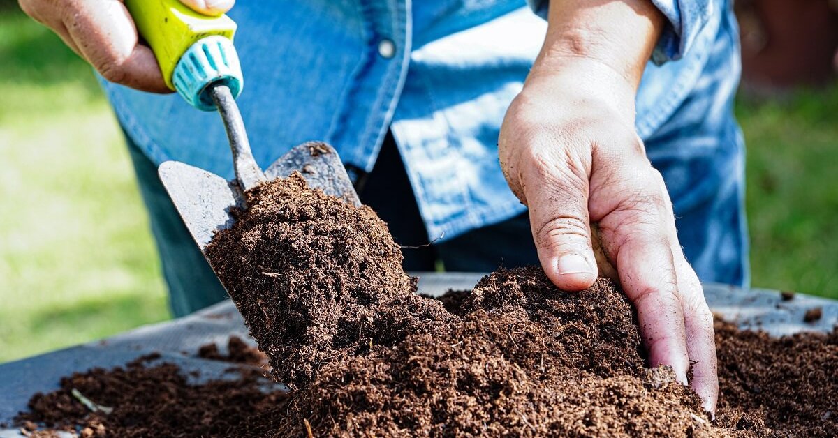 Почва в теплице: менять или улучшать? Советы по восстановлению плодородия
