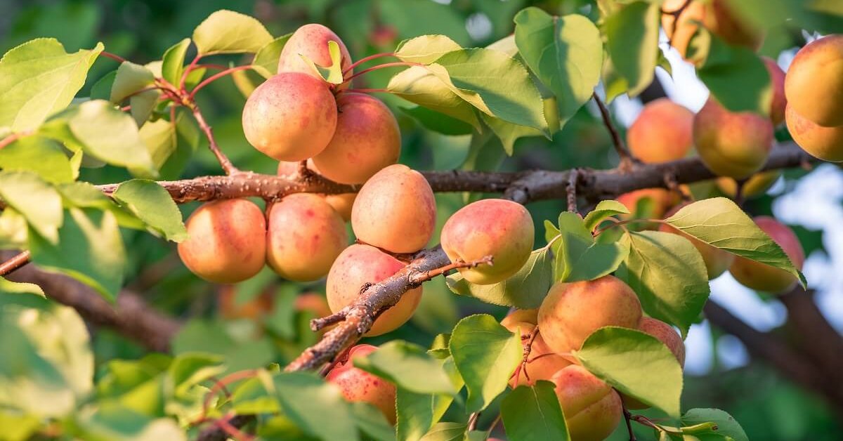 Выращивание абрикосов в средней полосе – как добиться хорошего урожая внеблагоприятных условиях