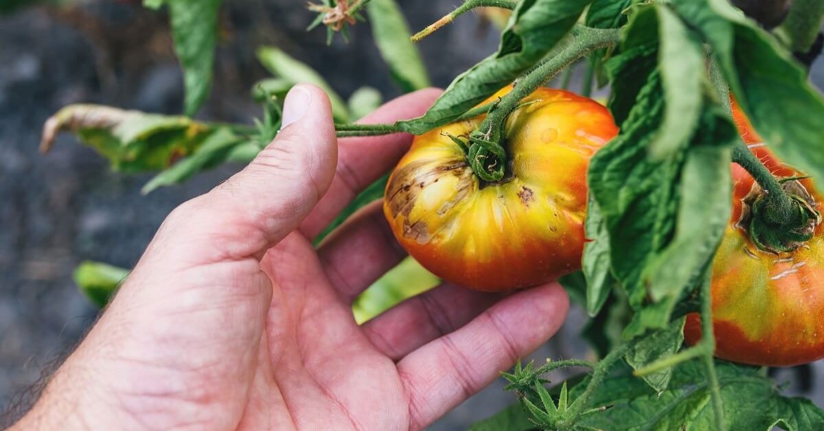 Определитель болезней томатов: фото, описание, меры борьбы и профилактика