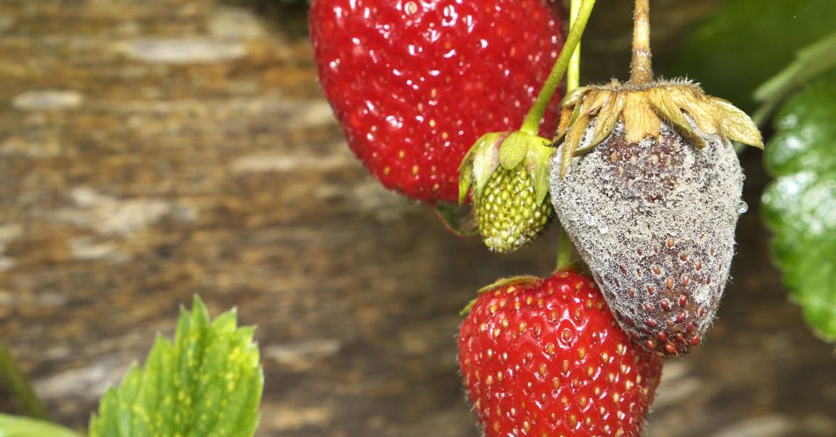 Причины гниения ягод клубники на кустах и способы предотвращения