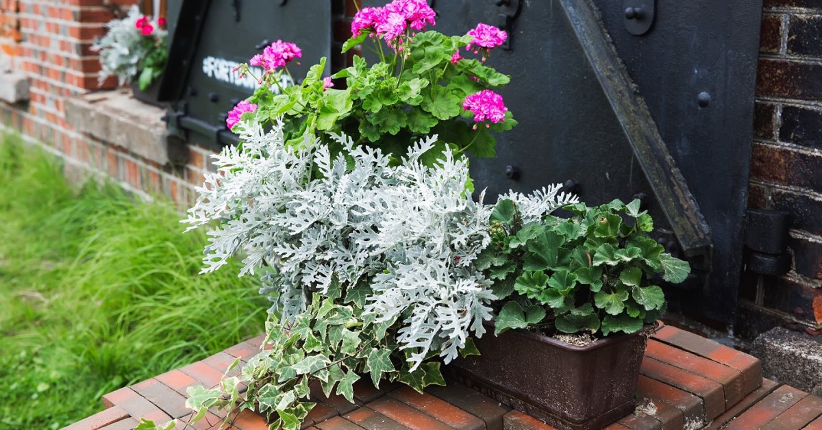 Как сохранить сад и цветник в здоровом состоянии во время необычно холодной зимы