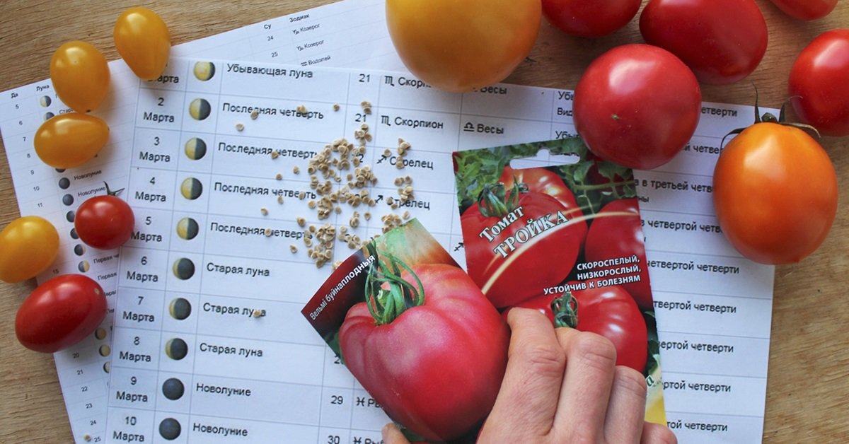 Оптимальные условия для успешной пересадки рассады томатов
