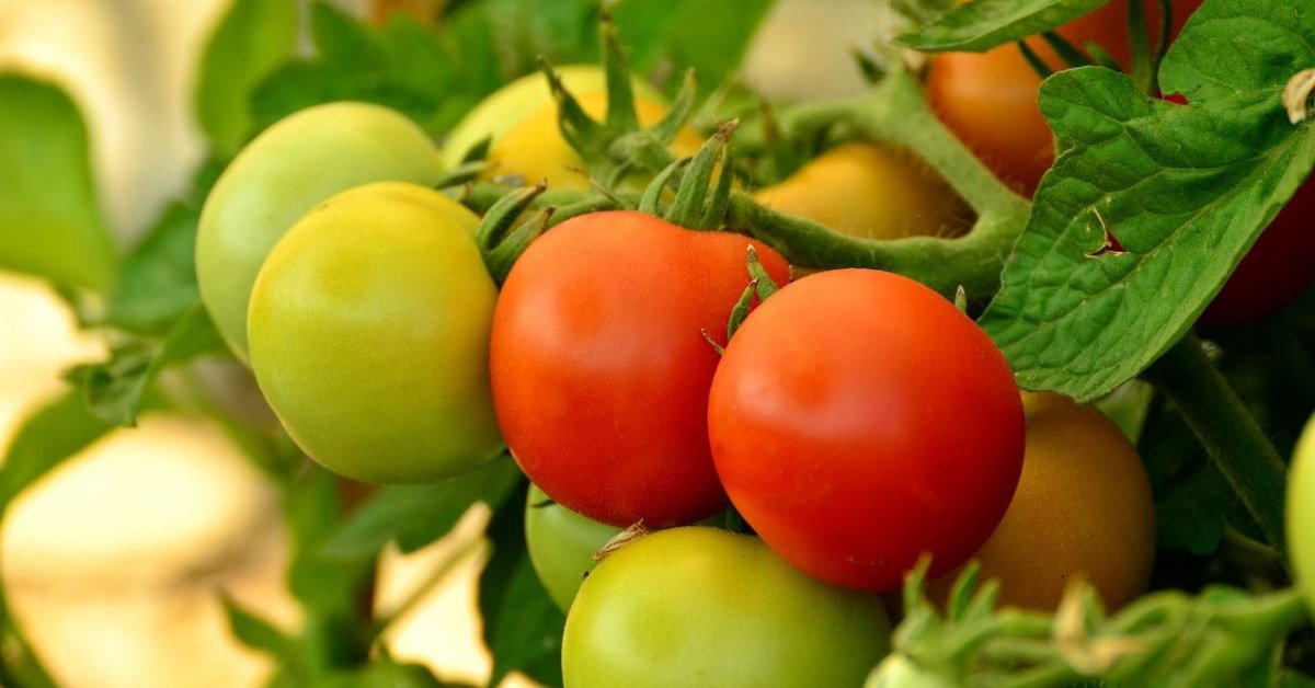 12 лучших сортов и гибридов томатов для тенистых участков