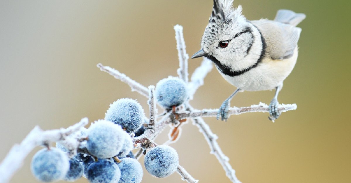 Как помочь птицам и животным в морозы: советы и рекомендации