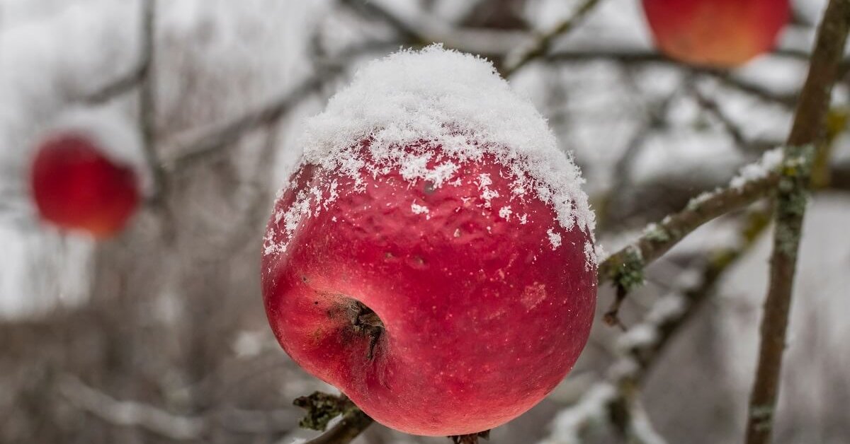 Топ-9 самых вкусных яблок зимних сортов (с фото)