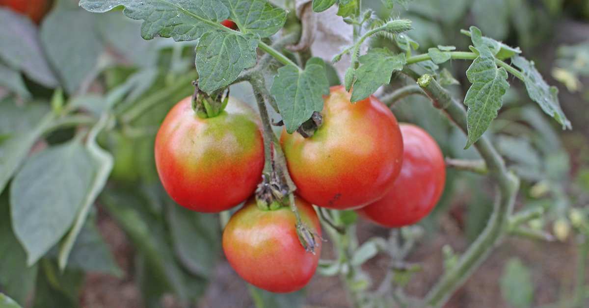 Почему томаты при созревании окрашиваются неравномерно