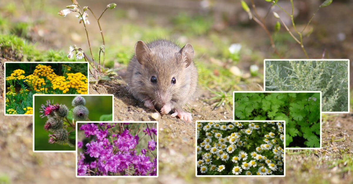 Какая трава отпугивает. Мышонка растение. Цветы от мышей на даче. Травы, которые отпугивают мышей. Растений, которые помогут прогнать мышей с вашего огорода.