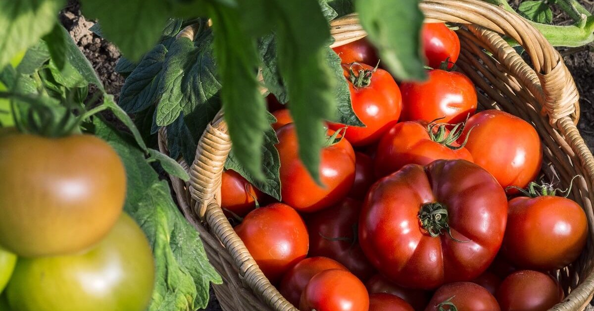 Как получить урожай помидоров