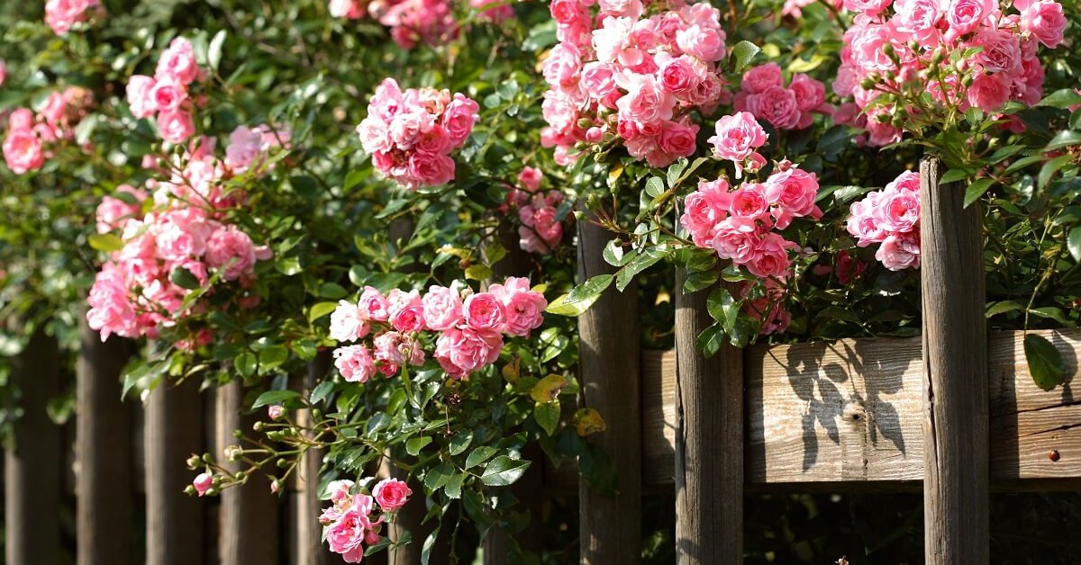 5 лучших сортов плетистых роз для Сибири