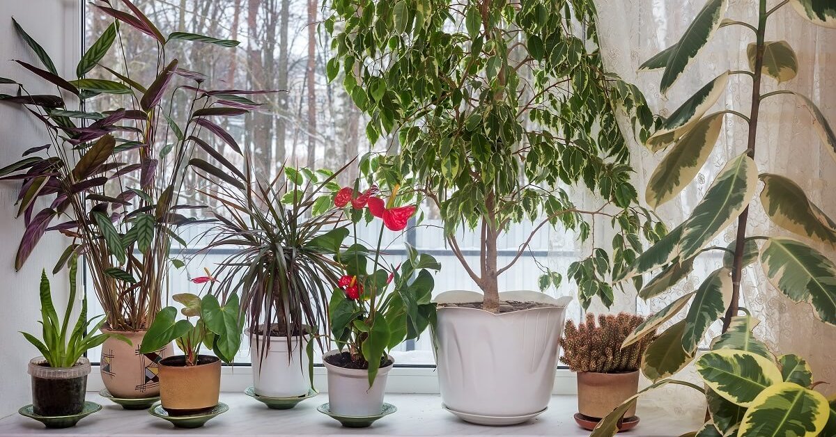 10 советов по обустройству зимнего сада в квартире | Стиль (Огород.ru)