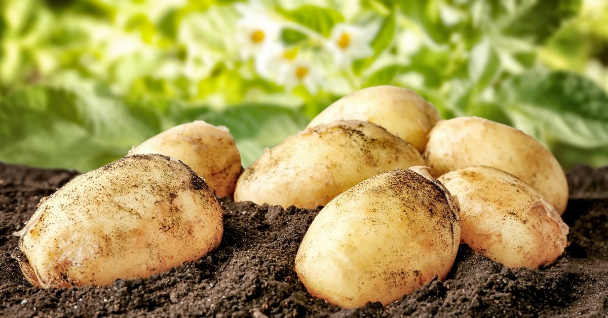 Как выбрать, сохранить и посадить семенной картофель для высокого урожая