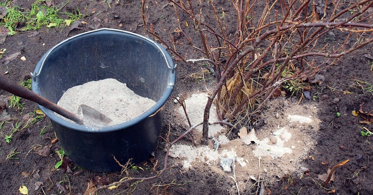 Чем удобрять почву для посадки моркови рекомендации по внесению удобрений и использованию золы на грядке