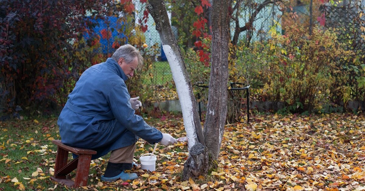 Осенняя обработка деревьев от болезней и вредителей: эффективные рекомендации