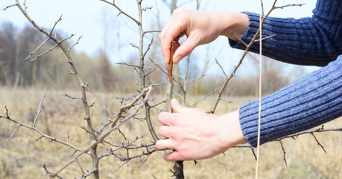 Прививка плодовых деревьев весной: сроки и способы