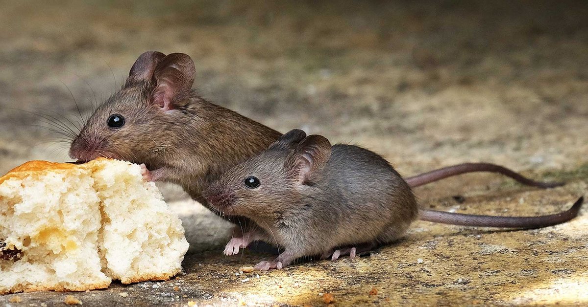 Крыса и мышь – из дома кыш! | Полезно (Огород.ru)