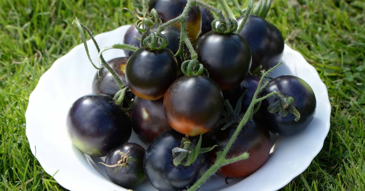 Черные томаты – секрет мужского долголетия