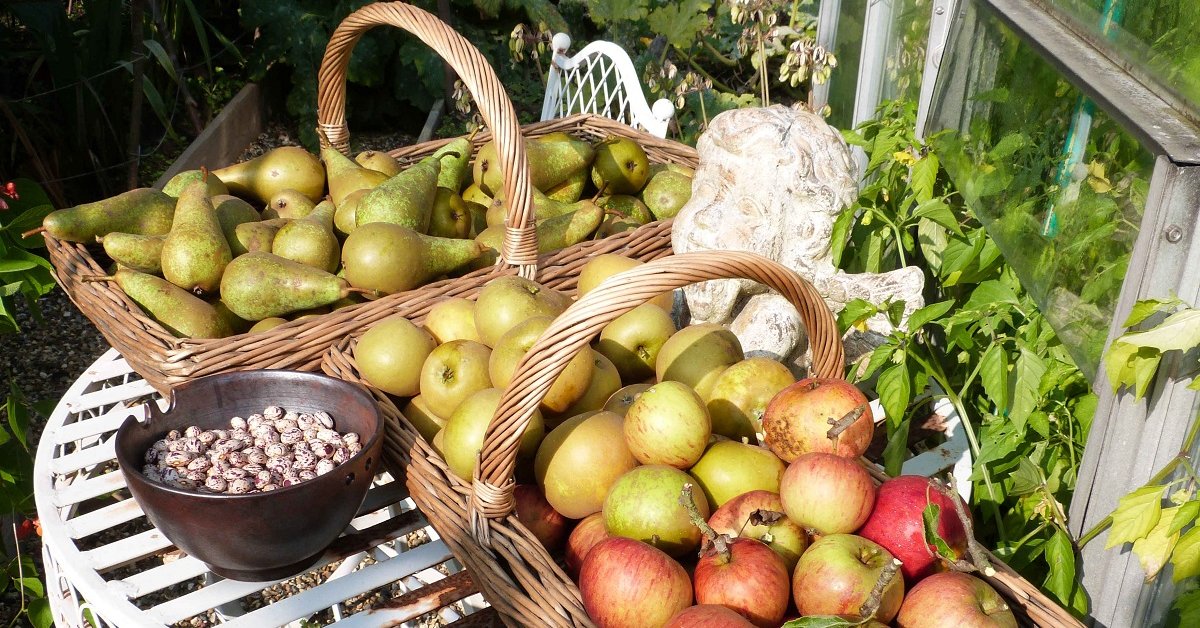 Когда и как собирать урожай яблок и груш
