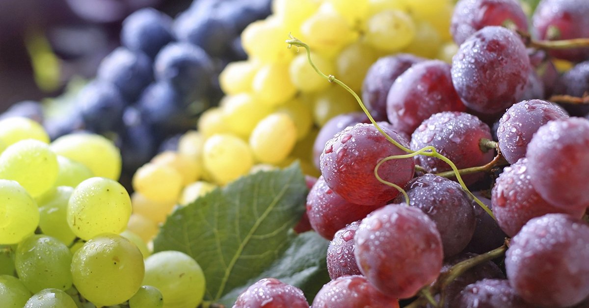 Лучшие сорта винограда для средней полосы России: выбираем столовые, неукрывные и ранние сорта [Огород ogorod]