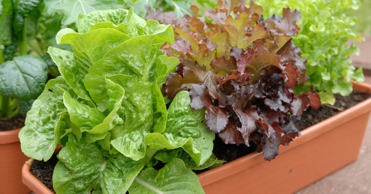 Вырастить салат зимой на подоконнике? Легко!