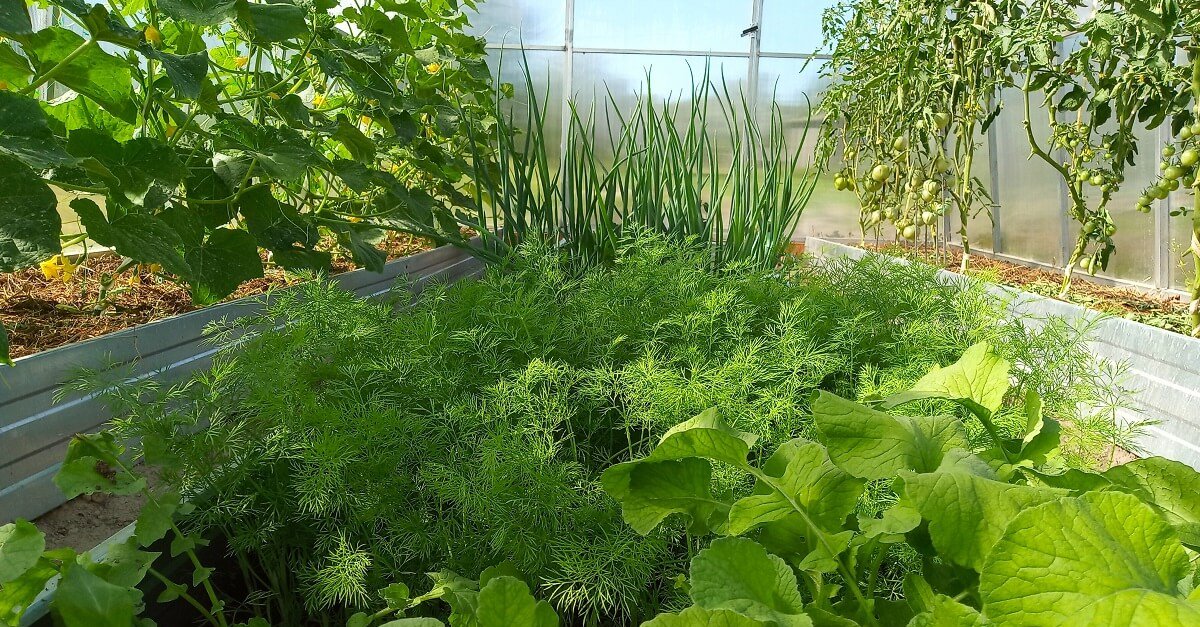 Уплотненные посадки в теплице: формируем удачное соседство овощей