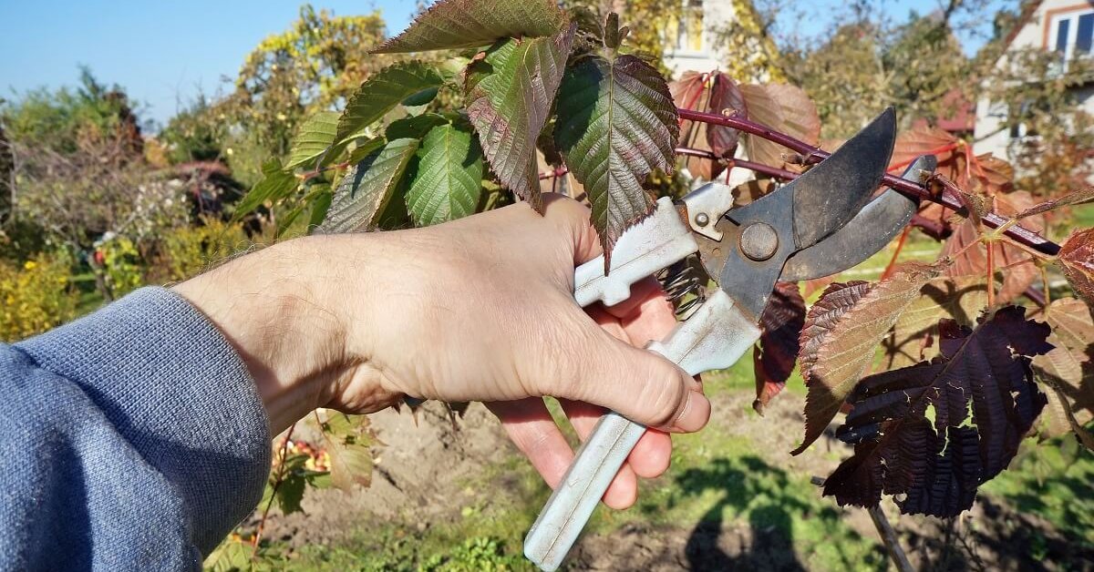 Обрезка ежевики осенью: полезные советы для начинающих садоводов