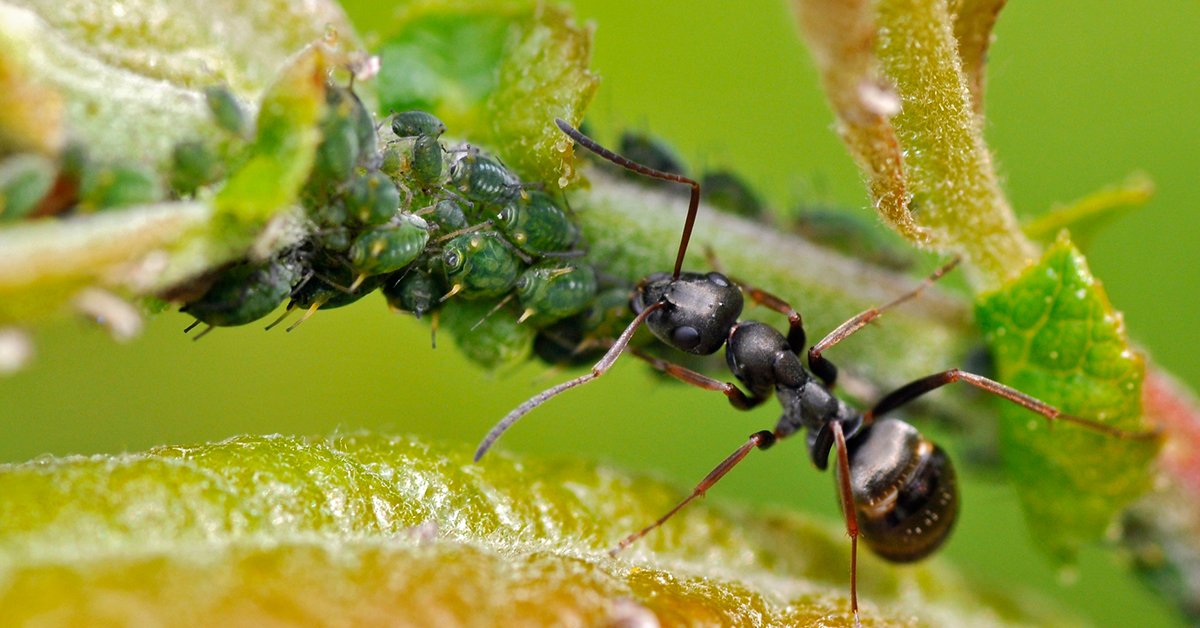 Тля рыжий муравей тип биотических отношений. Тля расселительница. Черный садовый муравей с тлей. Муравей и тля симбиоз. Рыжий Лесной муравей и тля.