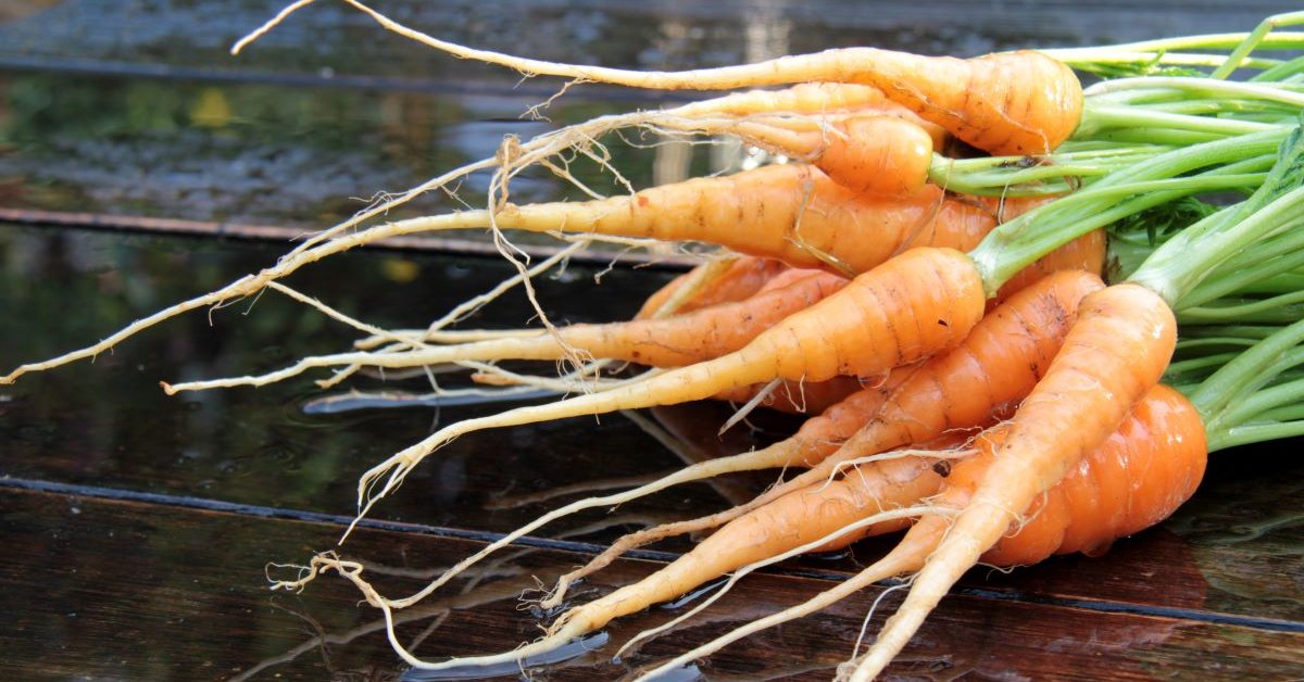 Почему Я Люблю Морковь Сочинение