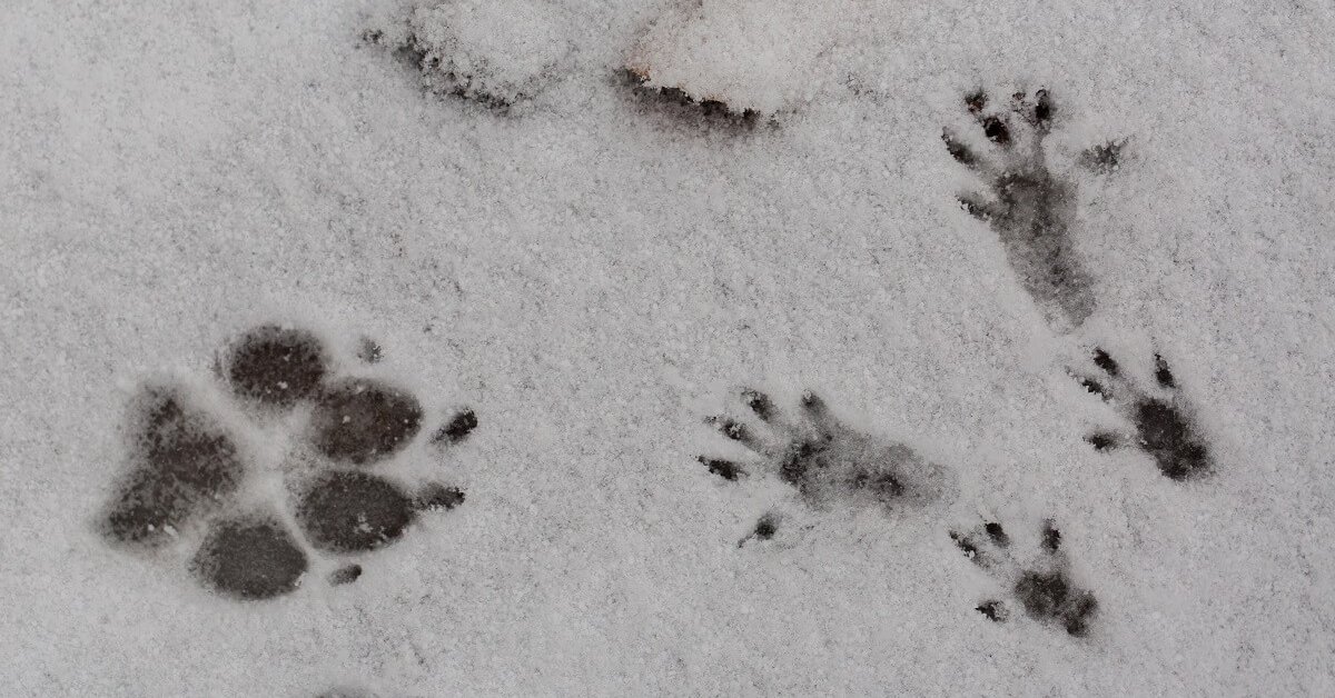 Следы животных и птиц на снегу – схемы с названиями | Вдохновение  (Огород.ru)