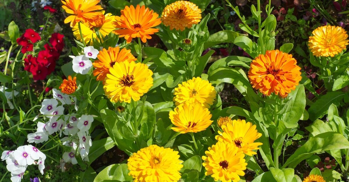 17 однолетников с желтыми и оранжевыми цветками – впустите в сад солнце! |  В цветнике (Огород.ru)