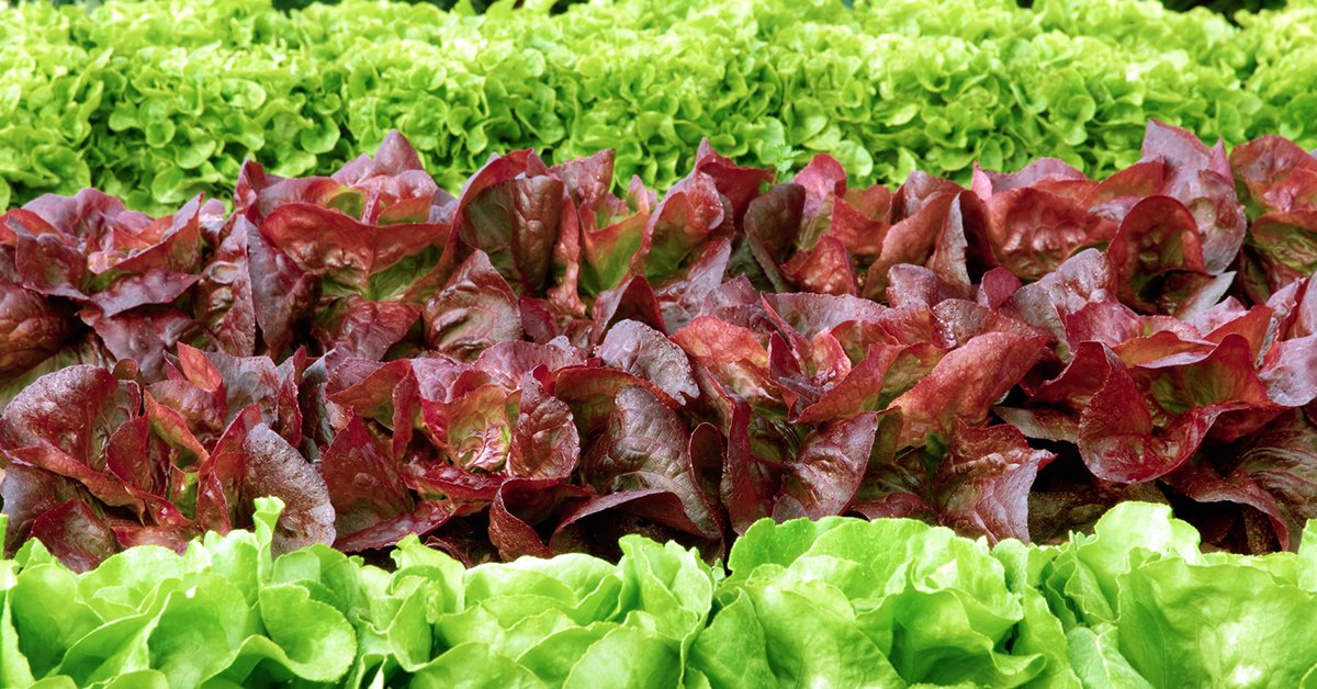 Все виды и лучшие сорта салатов для теплицы и открытого грунта