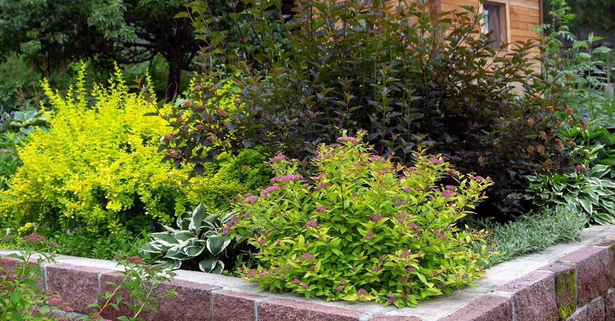 8 кустарников, которые преобразят ваш сад за самое короткое время - советы и идеи