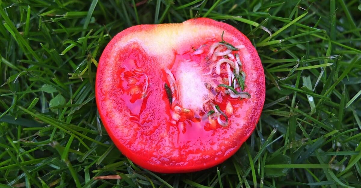 Не проклевываются семена томатов. Томат с зелеными семенами внутри. Томаты с зелеными семечками. Красный томат с зелеными семечками. Проросший помидор.