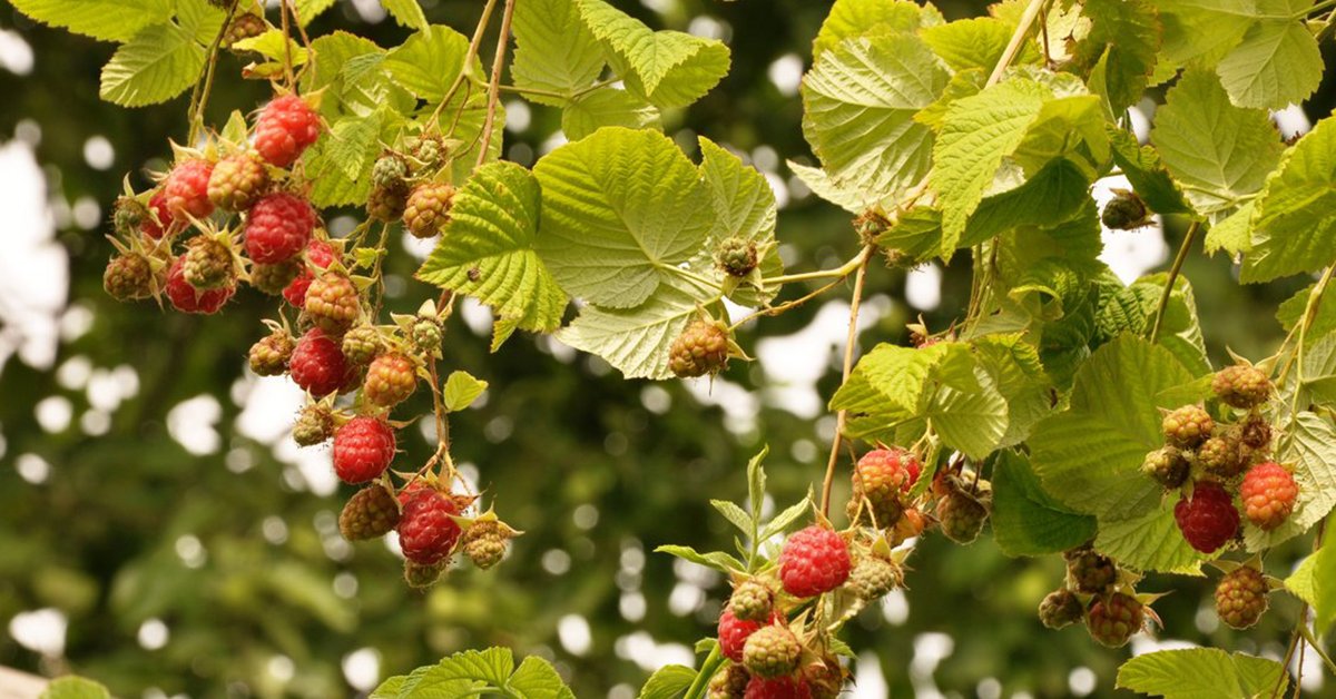 Причины и решения: почему сушатся ягоды малины летом и что сделать