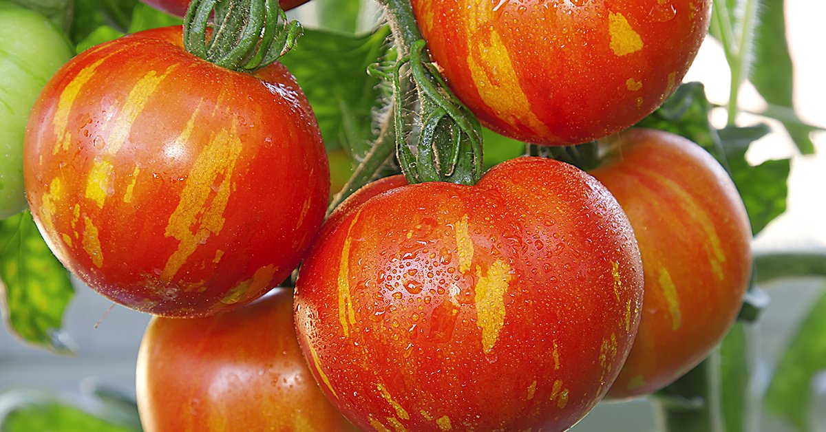томаты полосатые сорта с названием и фото