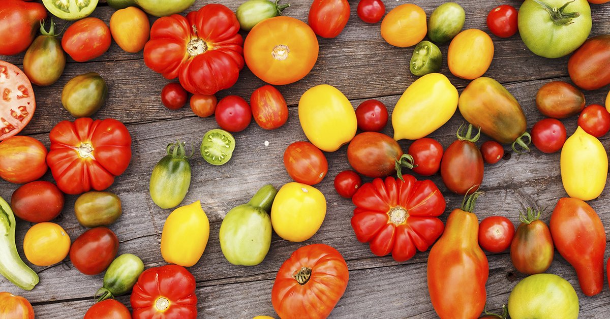 15 самых урожайных сортов и гибридов томатов для теплиц и открытого грунта