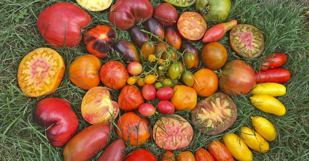 Сладость или гадость: о сцепленных генах у томатов
