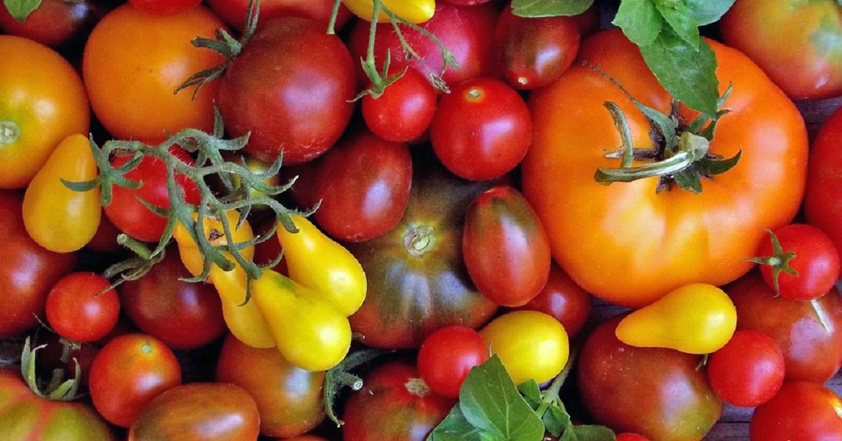 19 сортов томатов, которые отлично показали себя этим жарким засушливымлетом