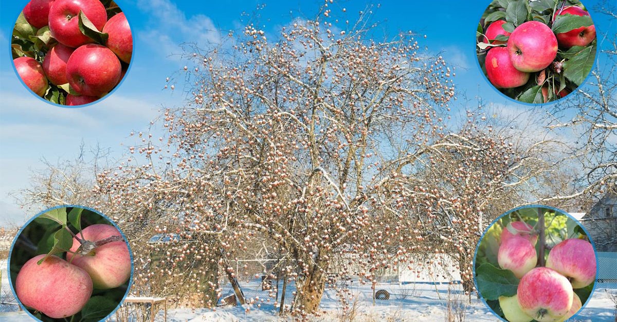 Яблони для Урала – 10 лучших сортов
