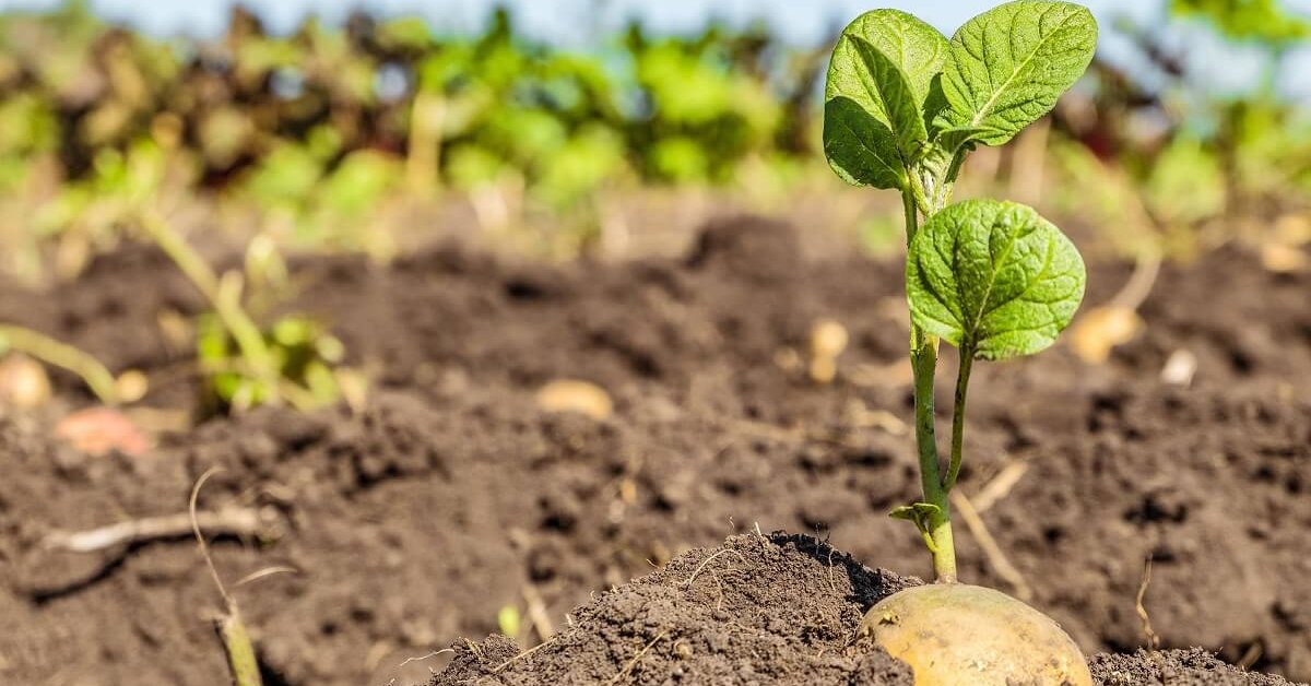5 способов посадить картофель от пяти разных агрономов